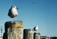 Scenes from Nantucket Island